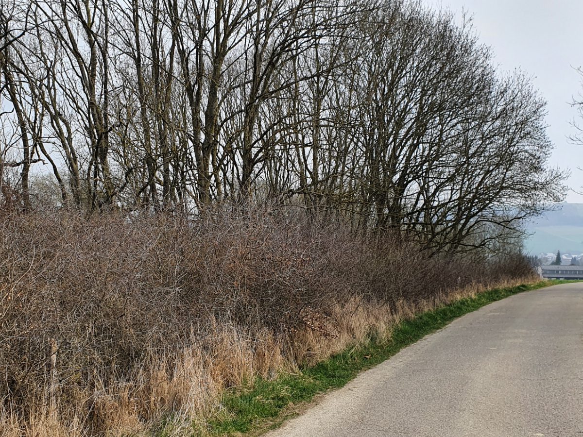 Fachbeitrag Naturschutz – Radwegeverbindung Sauertal- und Kylltalradweg